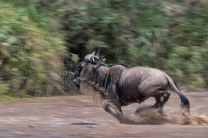 5 days Masai Mara Wildebeest migration safari - Final Thoughts