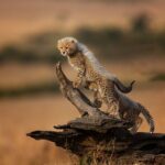 5 Days Mid-Range Group Safari with Accommodation - Transportation and Accommodation
