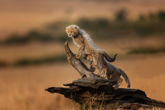 5 Days Mid-Range Group Safari with Accommodation - Transportation and Accommodation