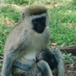 5 DAYS mt. Kenya climb - Why This Tour Offers Great Value