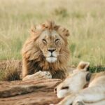 5 Days of Kenyan Magic: A Whirlwind Safari Adventure - The Sum Up