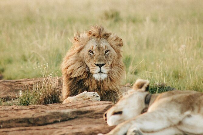 5 Days of Kenyan Magic: A Whirlwind Safari Adventure - The Sum Up