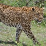 5 Days Ol Pejeta-Lake Nakuru-Masai Mara Mid-Comfort Safari - Day-by-Day Breakdown