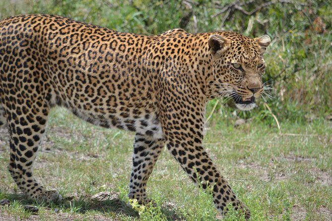 5 Days Ol Pejeta-Lake Nakuru-Masai Mara Mid-Comfort Safari - Day-by-Day Breakdown