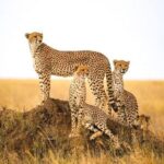5-Days Private Safari in Tanzania with Pick Up - Analyzing the Value: Price and Experience