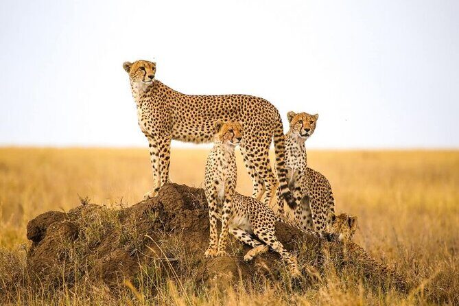 5-Days Private Safari in Tanzania with Pick Up - Analyzing the Value: Price and Experience