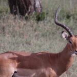 5-Days Private Tanzania Safari Tour - The Practical Side: What’s Included and What to Expect