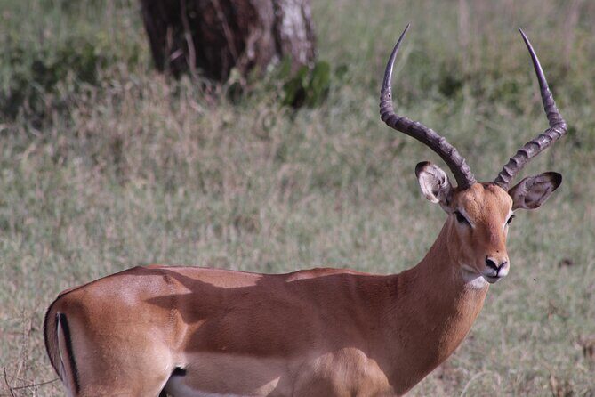 5-Days Private Tanzania Safari Tour - The Practical Side: What’s Included and What to Expect