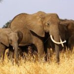 5 Days Private Tarangire, Serengeti, Ngorongoro, Manyara Safaris - What Makes This Safari Stand Out?