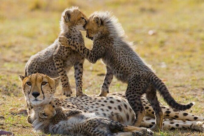 5 Days Safari Adventure in Tanzania - Practical Details and What to Expect