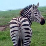 5 Days Safari from Dar es Salaam to Tarangire NP, Manyara NP & Ngorongoro Crater - Detailed Review of the 5-Day Tanzania Safari Experience