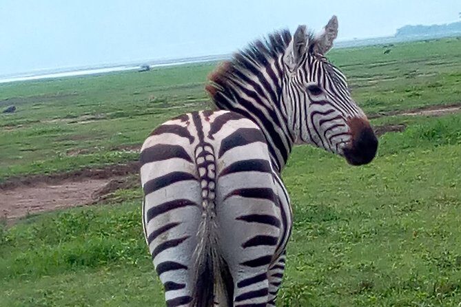 5 Days Safari from Dar es Salaam to Tarangire NP, Manyara NP & Ngorongoro Crater - Detailed Review of the 5-Day Tanzania Safari Experience