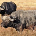 5 Days Safari In Serengeti And Ngorongoro - Exploring Lake Manyara: Bird Paradise and Unique Lions