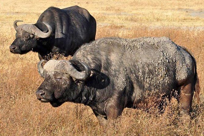 5 Days Safari In Serengeti And Ngorongoro - Exploring Lake Manyara: Bird Paradise and Unique Lions