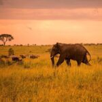 5 Days Safari in Tanzania | Camping and Lodge Safaris - Who Is This Safari Best For?