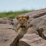 5 Days Safari Northern Circuit of Tanzania - What Makes This Safari Special?