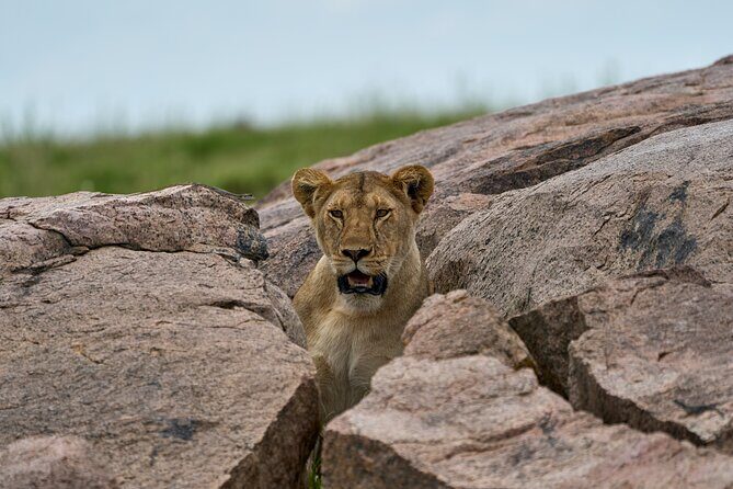 5 Days Safari Northern Circuit of Tanzania - What Makes This Safari Special?