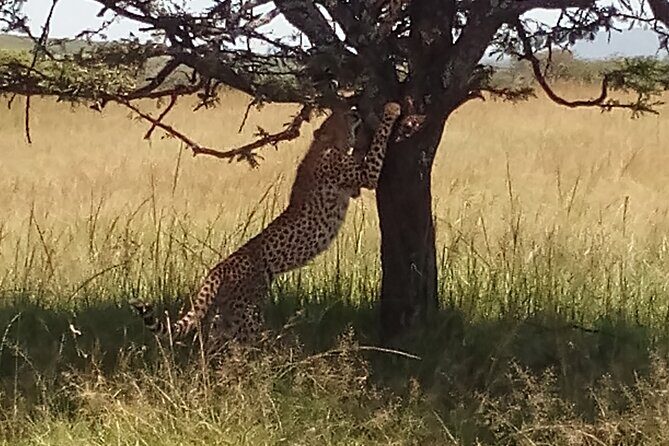 5 Days Safari to Aberdare N/P, Nakuru N/P and Maasai Mara N/R. - Practical Details and Value