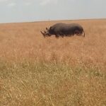 5 Days Safari to Amboseli N/P, Lake Naivasha, Maasai Mara N/R. - Who This Tour Is Best For
