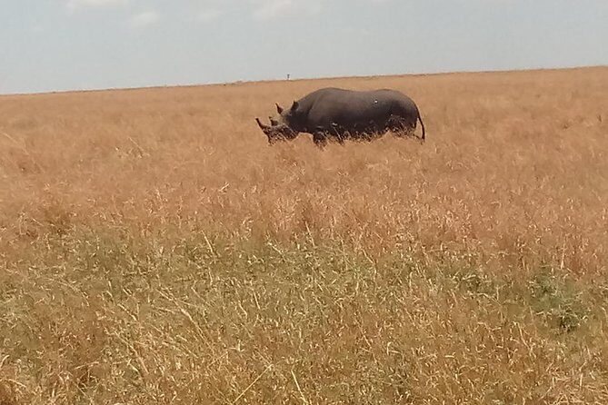 5 Days Safari to Amboseli N/P, Lake Naivasha, Maasai Mara N/R. - Who This Tour Is Best For