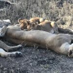5 days Safari to Lake Manyara, Serengeti and Ngorongoro crater - Transportation and Comfort