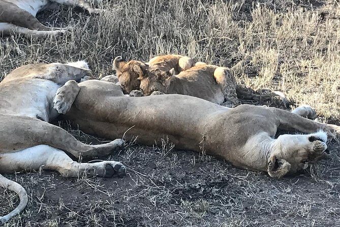 5 days Safari to Lake Manyara, Serengeti and Ngorongoro crater - Transportation and Comfort