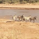 5 Days Safari to Samburu N/R Ol Pejeta Conservancy Hells Gate N/P, Lake Naivasha - Authenticity and Value