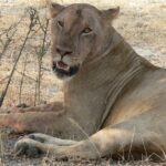 5 Days Safari to Selous & Mikumi - An In-Depth Look at the 5-Day Tanzanian Safari