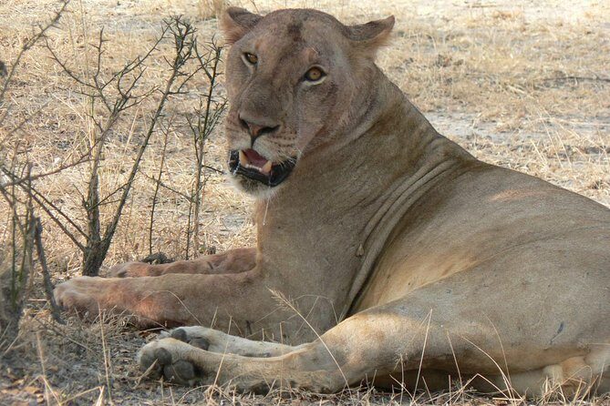 5 Days Safari to Selous & Mikumi - An In-Depth Look at the 5-Day Tanzanian Safari