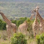 5 days Safari to Tarangire, Ngorongoro, Serengeti and Lake Manyara - Authentic Experiences and the Real Value