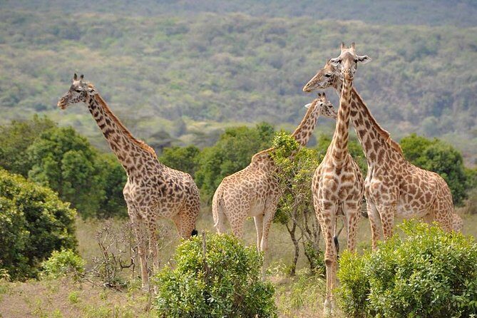 5 days Safari to Tarangire, Ngorongoro, Serengeti and Lake Manyara - Authentic Experiences and the Real Value