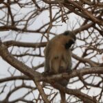 5 Days safari to Tsavo East, Tsavo West and Saltlick from Mombasa - What Travelers Say About This Tour