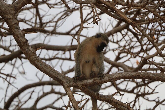 5 Days safari to Tsavo East, Tsavo West and Saltlick from Mombasa - What Travelers Say About This Tour