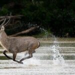 5-Days Selous Game Reserve and Mikumi National Park Tour - Detailed Review of the 5-Day Selous and Mikumi Safari