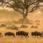 5 days serengeti, ngorongoro, tarangire & manyara lodge tour - A Few Things to Keep in Mind