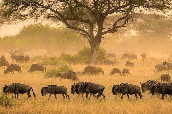 5 days serengeti, ngorongoro, tarangire & manyara lodge tour - A Few Things to Keep in Mind