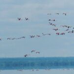 5 days Serengeti safari|Experience the great wildebeest migration - Detailed Breakdown of the Itinerary