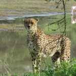 5 Days Special Safari to see migration - Why This Safari Works Well