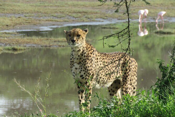5 Days Special Safari to see migration - Why This Safari Works Well