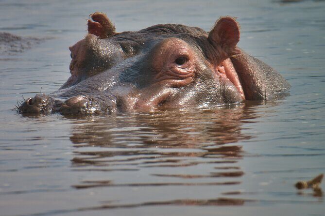 5 Days Tanzania Budget Camping Safari from Arusha - What Sets This Tour Apart