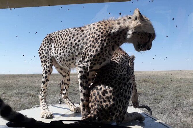 5 Days Tanzania Group Joining Safari, Tarangire/Serengeti/Ngorongoro Crater - Food and Camping Experience: Keeping it Authentic and Tasty
