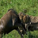 5-Days Tanzania Joining Group Safari : Best Price 2025/2026 - Why This Tour Offers Great Value