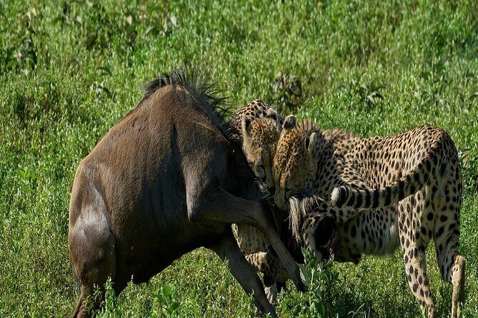 5-Days Tanzania Joining Group Safari : Best Price 2025/2026 - Why This Tour Offers Great Value