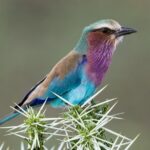 5 Days Tanzania Private Safari Tour - The Itinerary in Detail