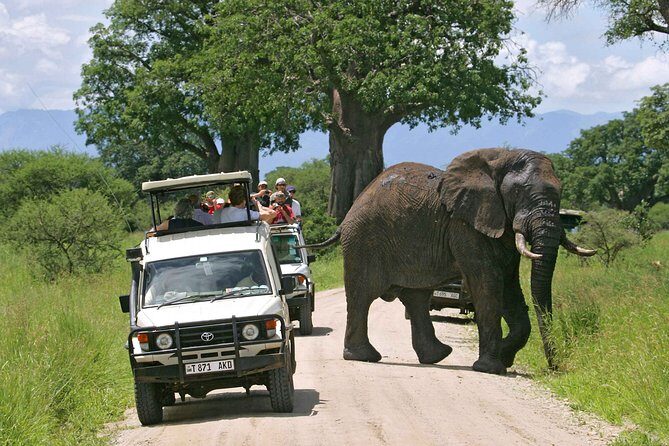 5 Days Tanzania Private Safari Tour - What Could Be Better?