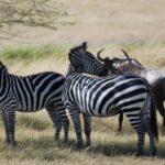 5 Days Tanzania Safari from Mwanza to Arusha - Authentic Experiences and Insider Tips