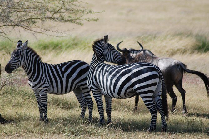 5 Days Tanzania Safari from Mwanza to Arusha - Authentic Experiences and Insider Tips