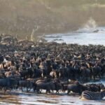 5 Days Tanzania Safari Great Wildebeest Migration - Detailed Breakdown of the Itinerary