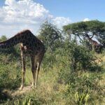 5 Days Tanzania Safari - Migration and Big 5 Safaris - Practical Considerations