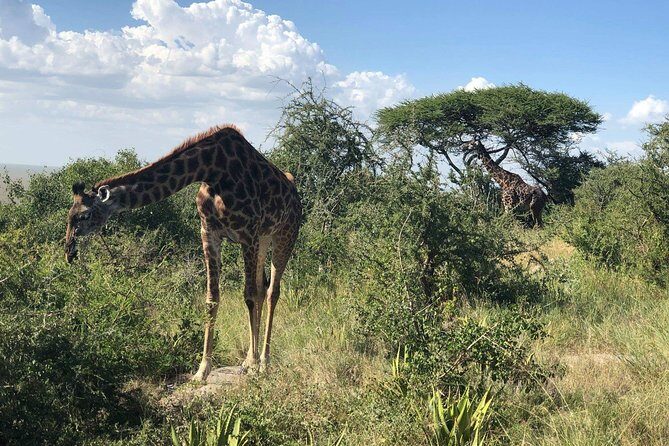 5 Days Tanzania Safari - Migration and Big 5 Safaris - Practical Considerations